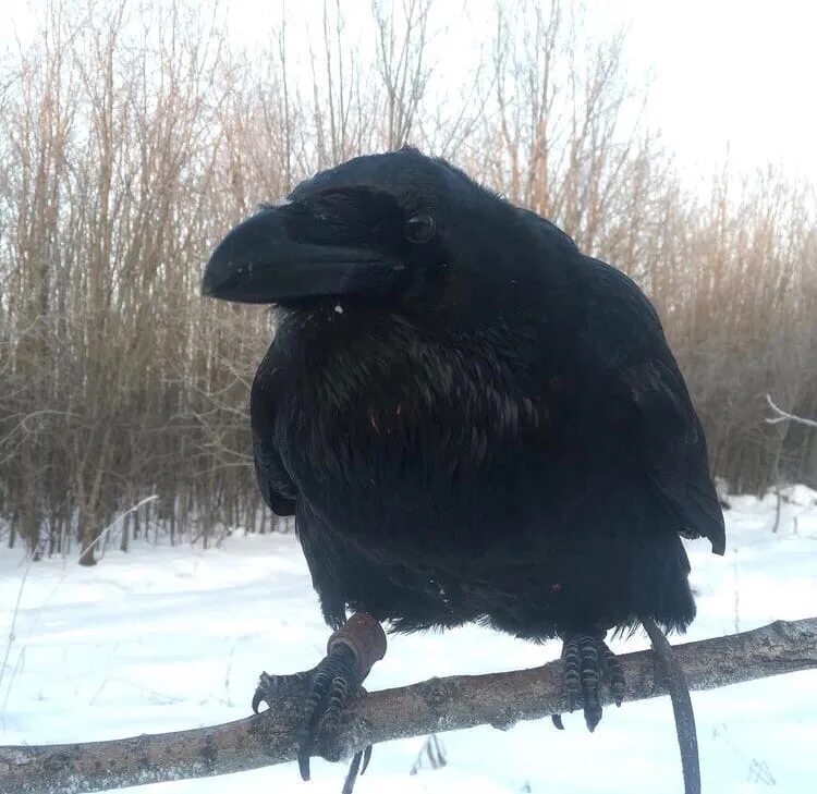 Ворон гоша. Ворон гоша пермь. ворона голос. ворон голос.