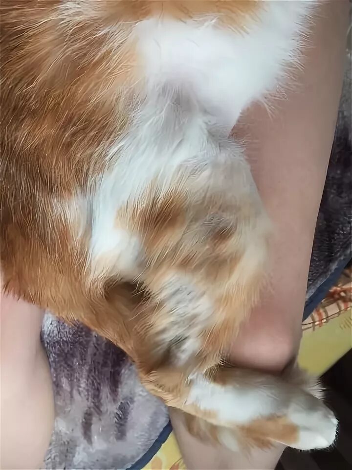 У кота на задних лапах залысины. Кот выгрыз шерсть на задних лапах.