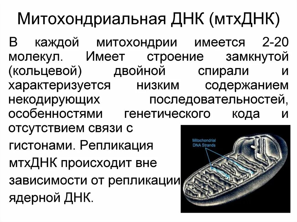 Пересадка митохондрий. Строение митохондрии с ДНК. Строение митохондрии и хлоропласта. Строение митохондриальной ДНК человека. Митохондриальная ДНК строение и функции.