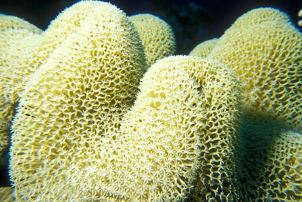Покажи фото губки. Морская губка xestospongia testudinaria. Коралл montastraea. Губки porifera spongia. Губки porifera spongia.