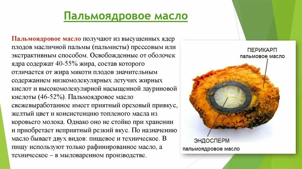 Пальма бабассу. Пальмоядровое пальмовое разница. Palm kernel oil. Плоды масличной пальмы. Пальмовое масло плоды.