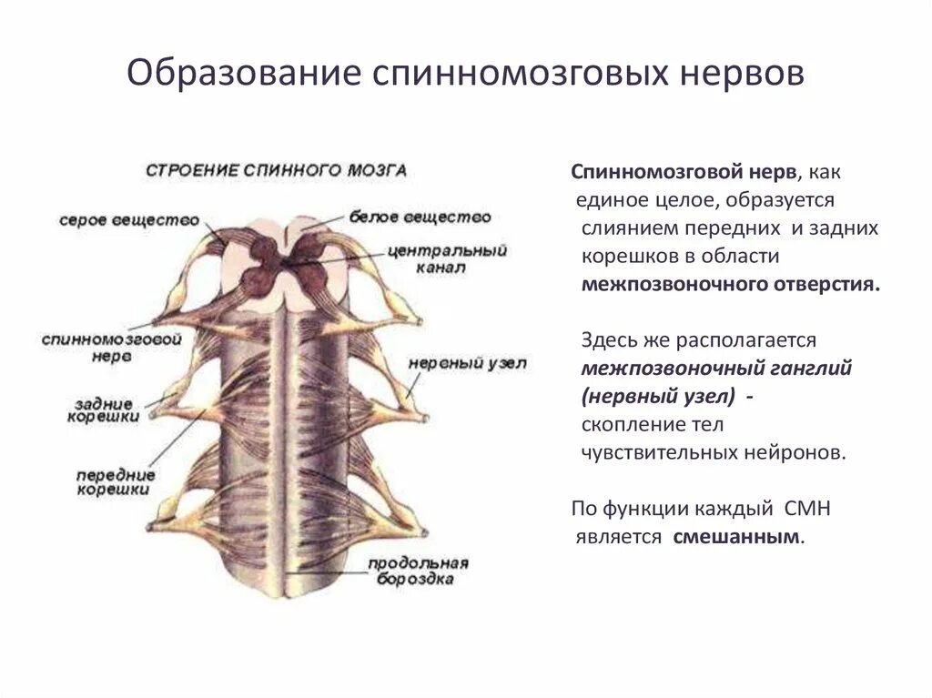 Образование спинномозговых нервов схема. Строение спинномозгового нерва анатомия. Cnhjtybtспинномозговых нервов. Спинномозговые нервы (принципы строения).