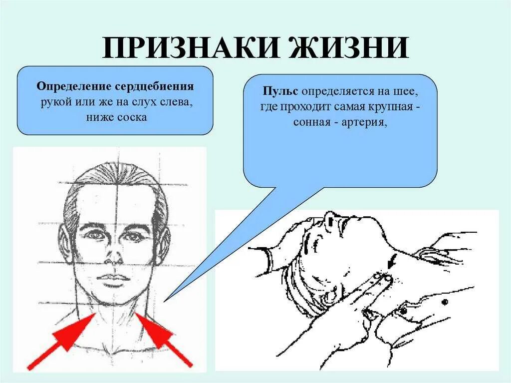 Что относится к признакам жизни пострадавшего. Признаки жизни. Определение признаков жизни. Основные признаки жизни у пострадавшего. Признаки жизни и смерти.