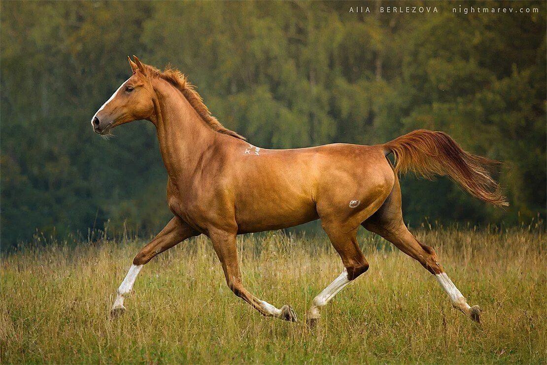 0 horses. Ахалтекинская лошадь Рысь. Хорс Хевен лошади. Аппалуза лошадь. Рысь Аллюр лошади.