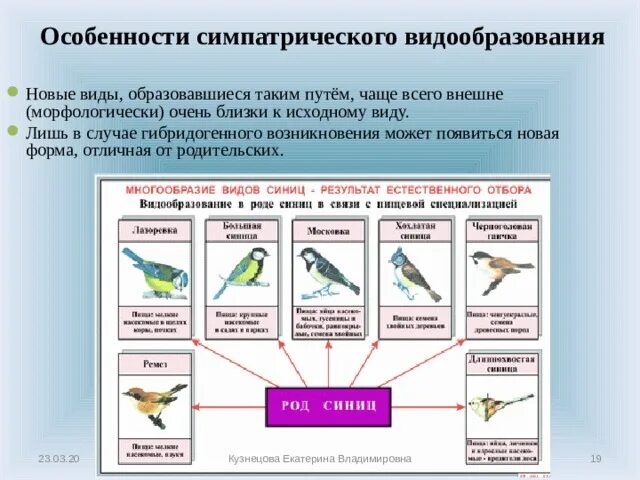 Экологическое видообразование синицы. Симпатрическое (экологическое) видообразование. Симпатрическое видообразование примеры. Экологическое видообразование примеры. Видообразование примеры животных