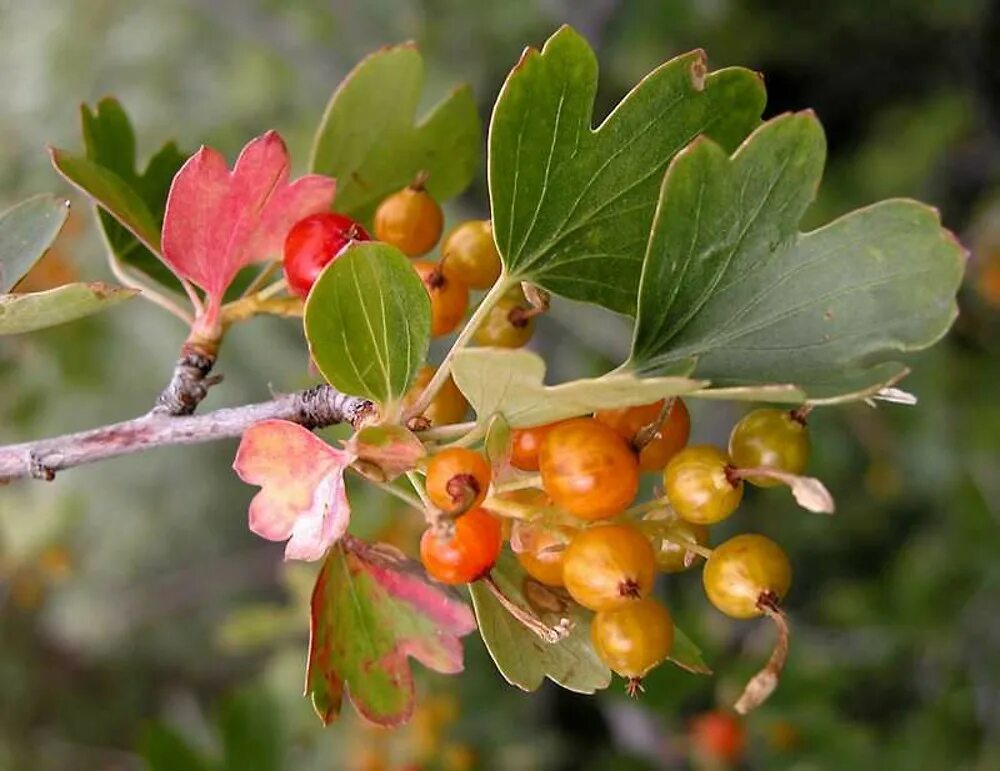 Текст весной неистово пылает золотистая смородина. Смородина золотистая (ribes Aureum). Смородина золотистая (ribes odoratum. Смородина золотистая Ляйсан.