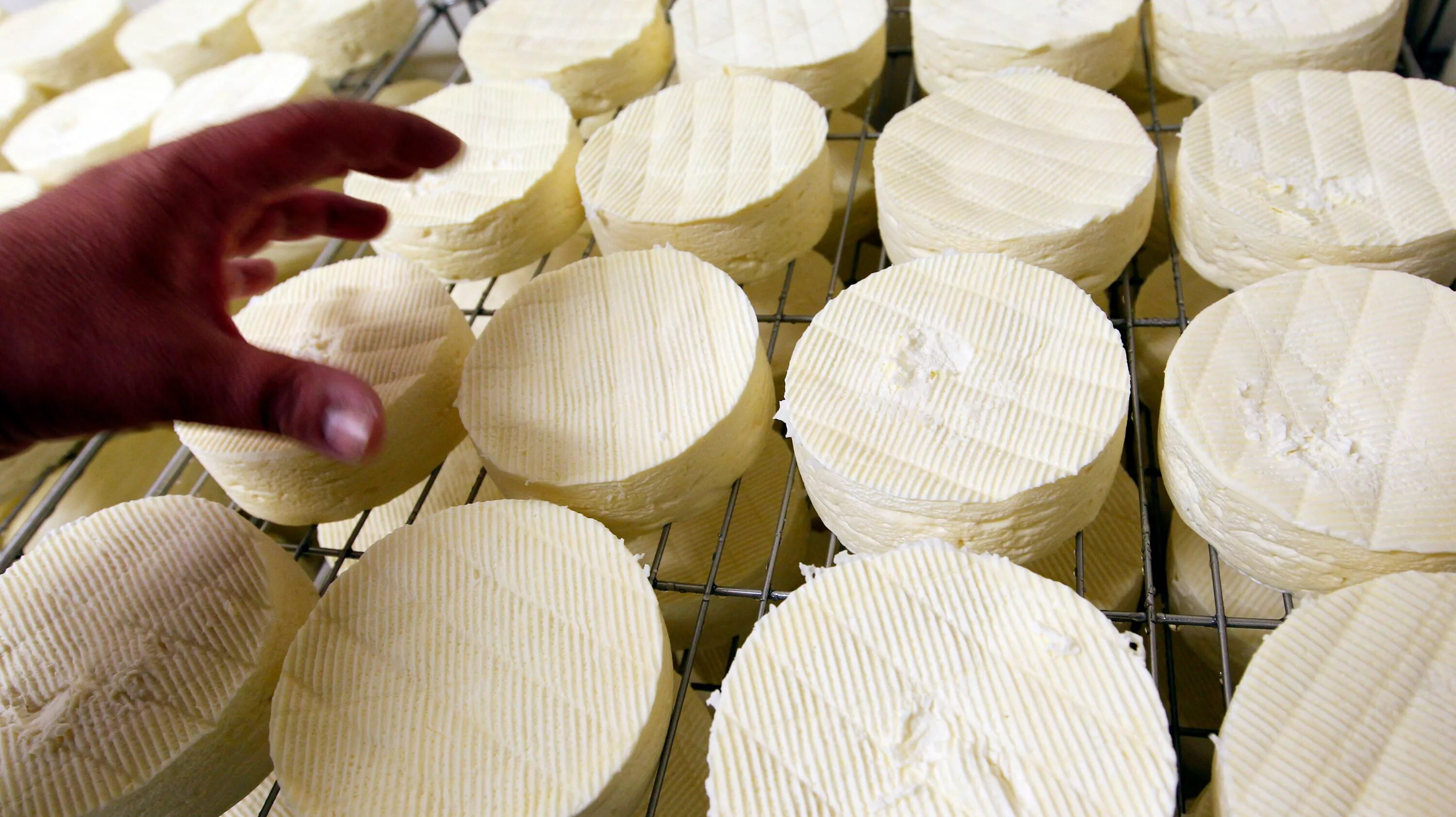 Экспорт сыр. Таджикский сыр. Сыры производство. Таджикистанский сыр. Имитация сыра в производстве.