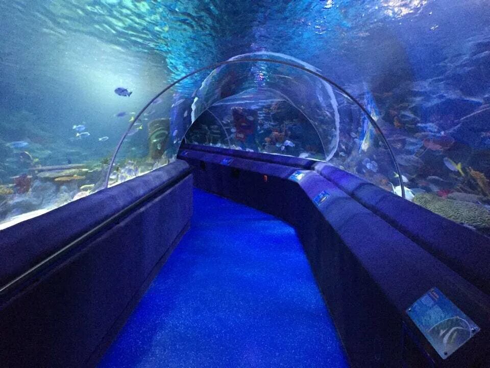 Стамбул аквариум Turkuazoo. Океанариум в Стамбуле Sealife. Самарский океанариум Самара. Океанариум Turkuazoo (İstanbul Sea Life Akvaryum)..