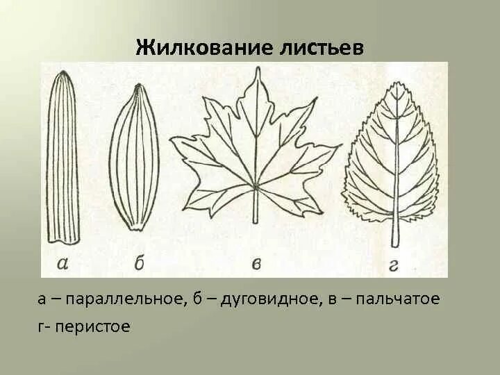 Параллельное 2 дуговидное 3 пальчатое 4 перистое. Пальчатое и перистое жилкование листа. Пальчатое жилкование листа. Перистое жилкование листа рисунок.