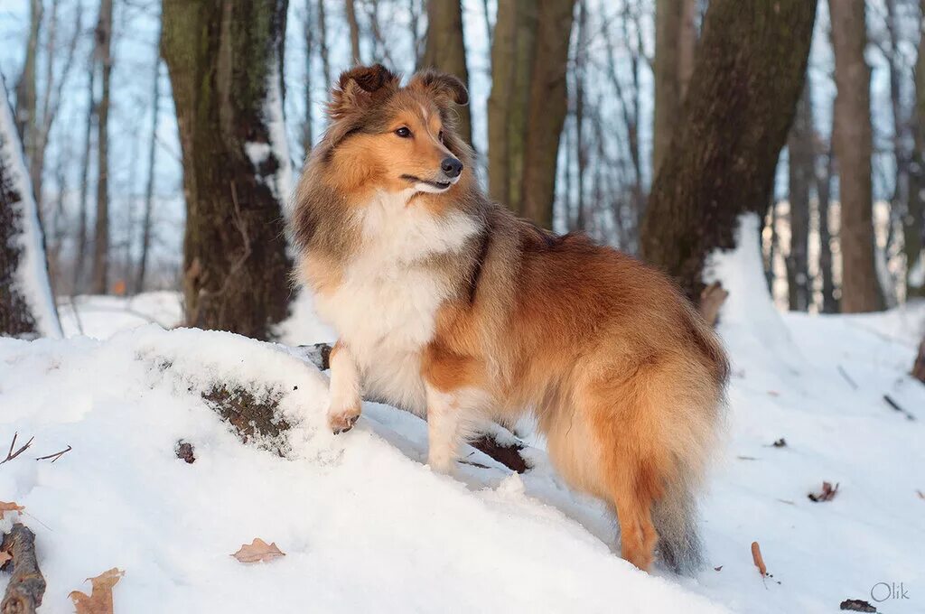 Шелти зимой. Шелти собака зимой. Шелти с короткими лапами порода зимой. Шелти зимой фото.