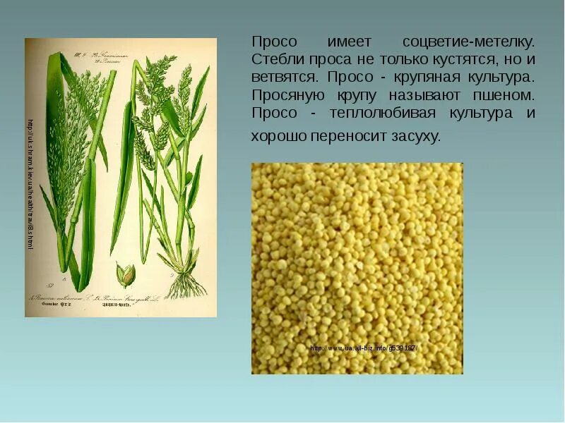 Что делают из просо. Просо это зерновая культура. просяная крупа. пшено зерновая культура. просо пшено пшенная каша.