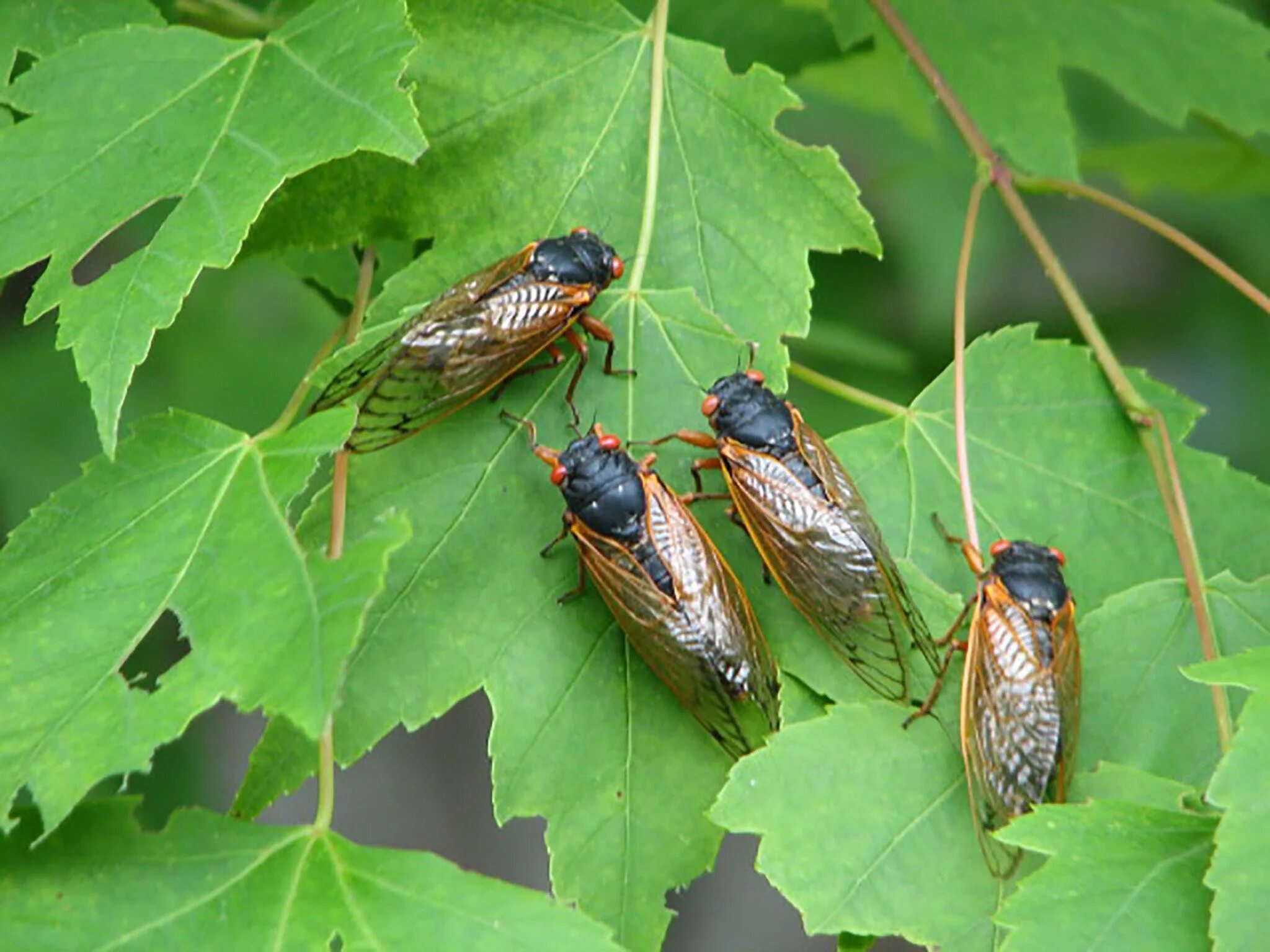 Нимфа цикады. Цикады 2023 дата выхода. Цикада черная. Cicada 3301. Цикады 2023 дата выхода.