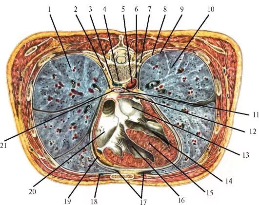 Средостение поперечный срез. Топографическая анатомия поперечный срез грудной клетки. Срез средостения топографическая анатомия. Средостение поперечный разрез.