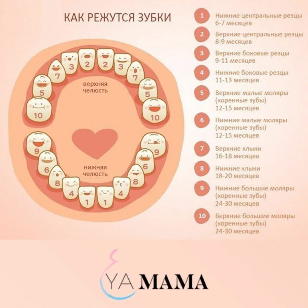 Как растут зубы у младенцев