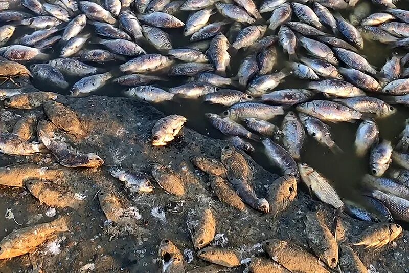 Рыбу травят. Рыба в водоеме. Мор рыбы. Мор рыбы. Рыбу травят.