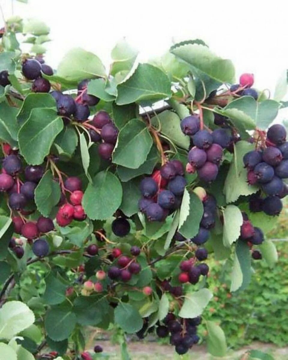 Ирга канадская «слейт». Ирга круглолистная (amelanchier ovalis). Ирга ягода куст. Ирга круглолистная. Ирга ягода дерево.
