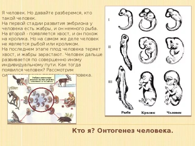 Наличие у зародыша человека. Воздушный пузырь у зародышей на первой стадии развития. Первая стадия развития зародыша рыбы наличие хвоста. У зародыша человека есть хвост.