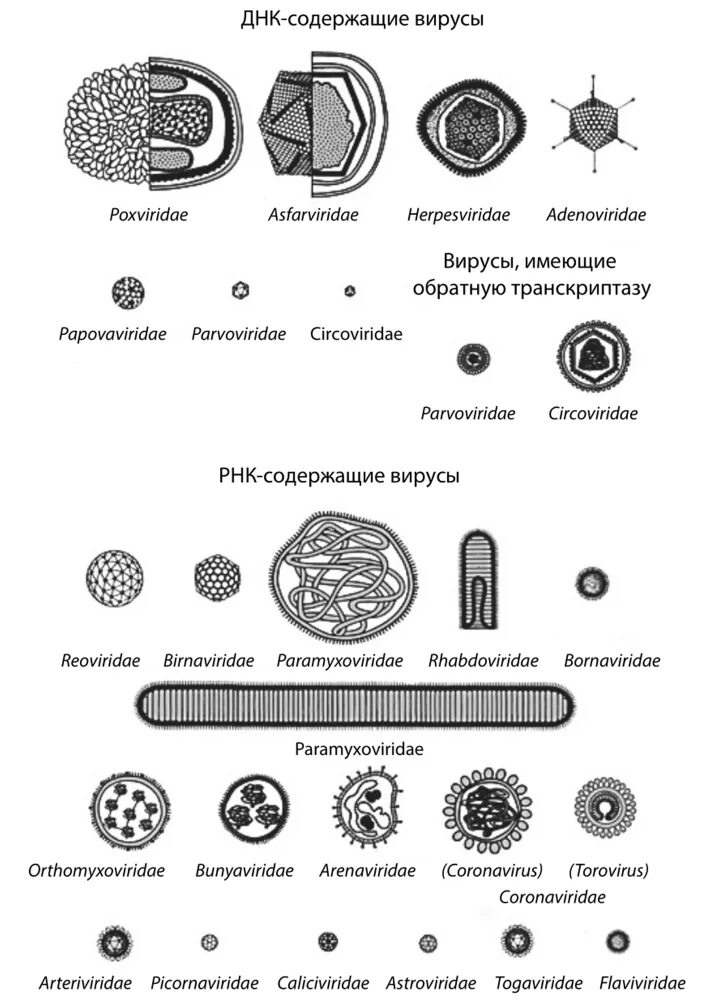 Формы вирионов вирусов. Классификация вирусов по форме вириона. Формы вирионов микробиология. Таблица вирионов семейств вирусов.