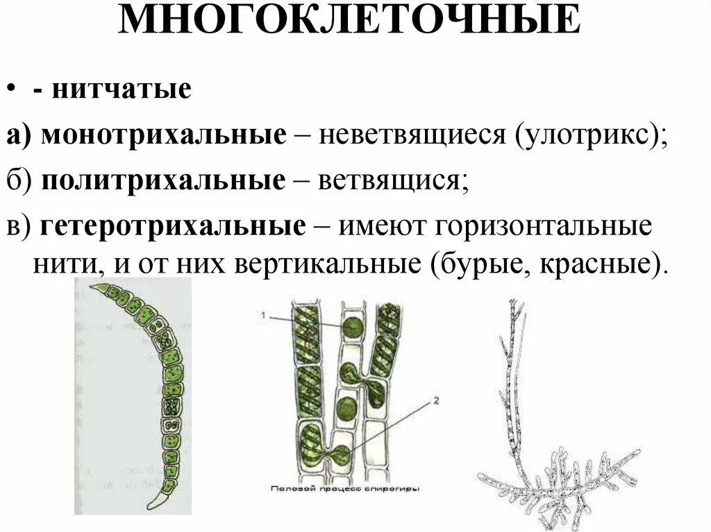 Строение многоклеточных нитчатых водорослей. Нитчатые водоросли строение. Многоклеточные нитчатые зеленые водоросли. Нитчатые зеленые водоросли улотрикс. Многоклеточные водоросли состоят из большого числа