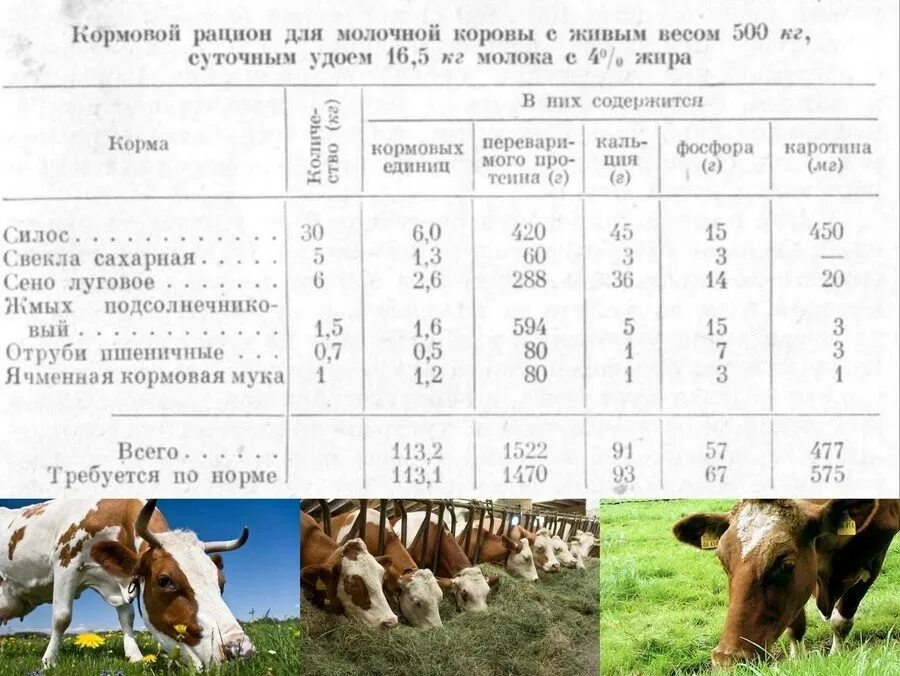 Оценка кормов животных