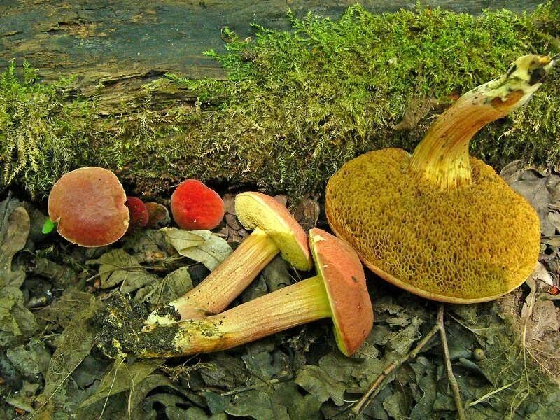 Трубчатый гриб 7. Гриб моховик красный съедобный. Моховик красный Xerocomus rubellus. Моховик красный моховик красный. Моховик красный Hortiboletus rubellus.