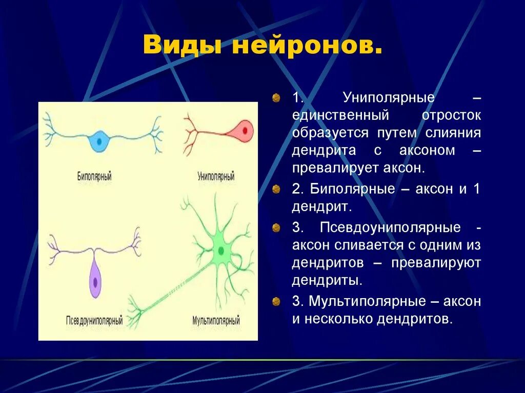 Виды нейронов. Виды нервных клеток. Типы нервных клеток и их функции. Сеть нервных клеток у каких беспозвоночных