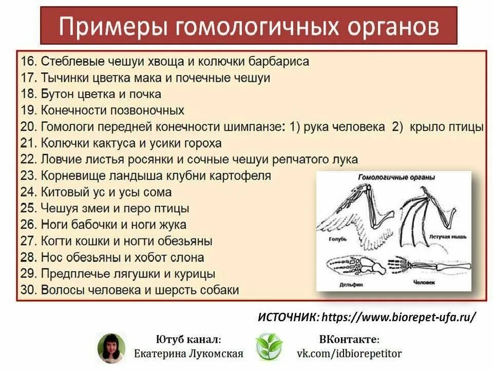 Аналогичные органы примеры. Гомологичные и аналогичные органы. Гомологичнве иго аналогичнве органы. Гомологичные и аналогичные органы примеры.