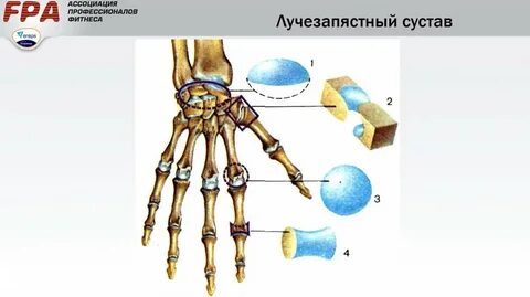 Лучезапястный сустав какой