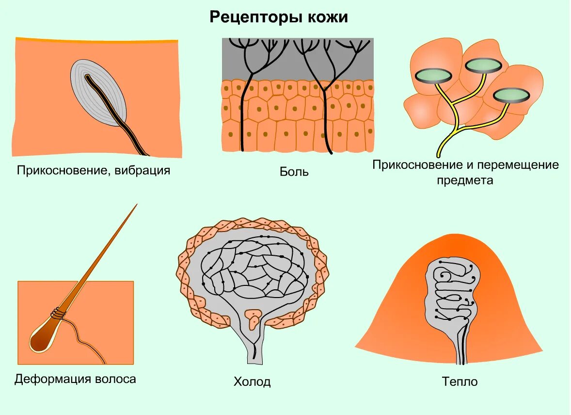 Орган осязания 8 класс биология. Назовите рецепторы кожного анализатора. Строение анализатора осязания. Тактильные рецепторы кожного анализатора. Строение рецептора осязания.