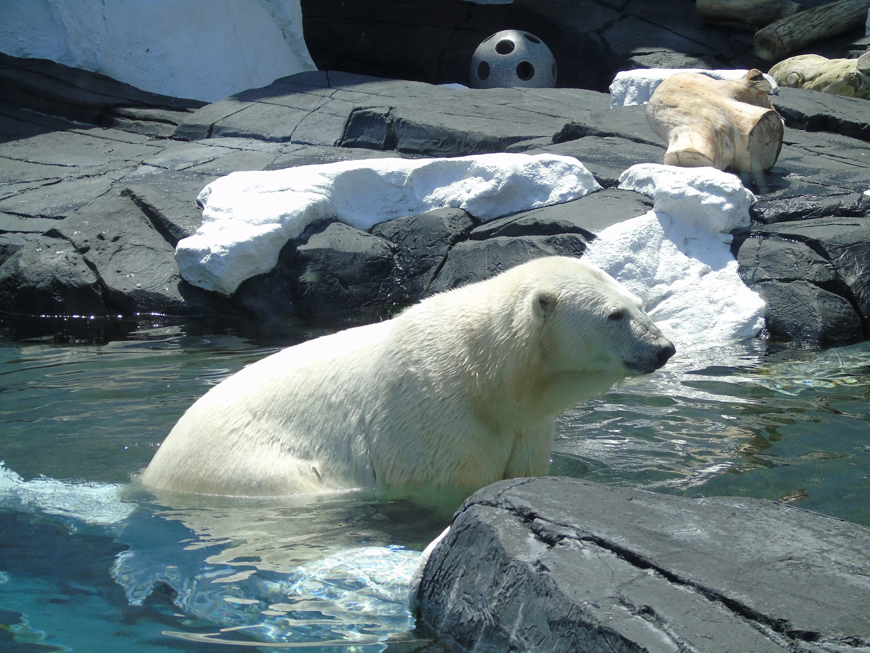 Дикая природа белого медведя. Ижевский зоопарк белые медведи. Белый медведь в природе. Полярные животные. Животные полярного круга.