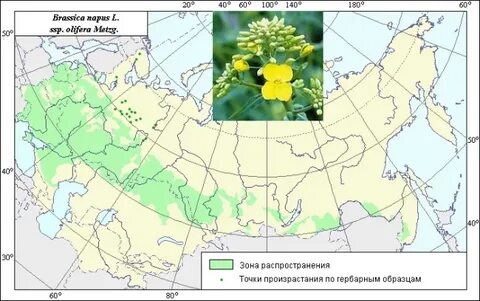 Границы ареалы выращивания самой северной технической культуры