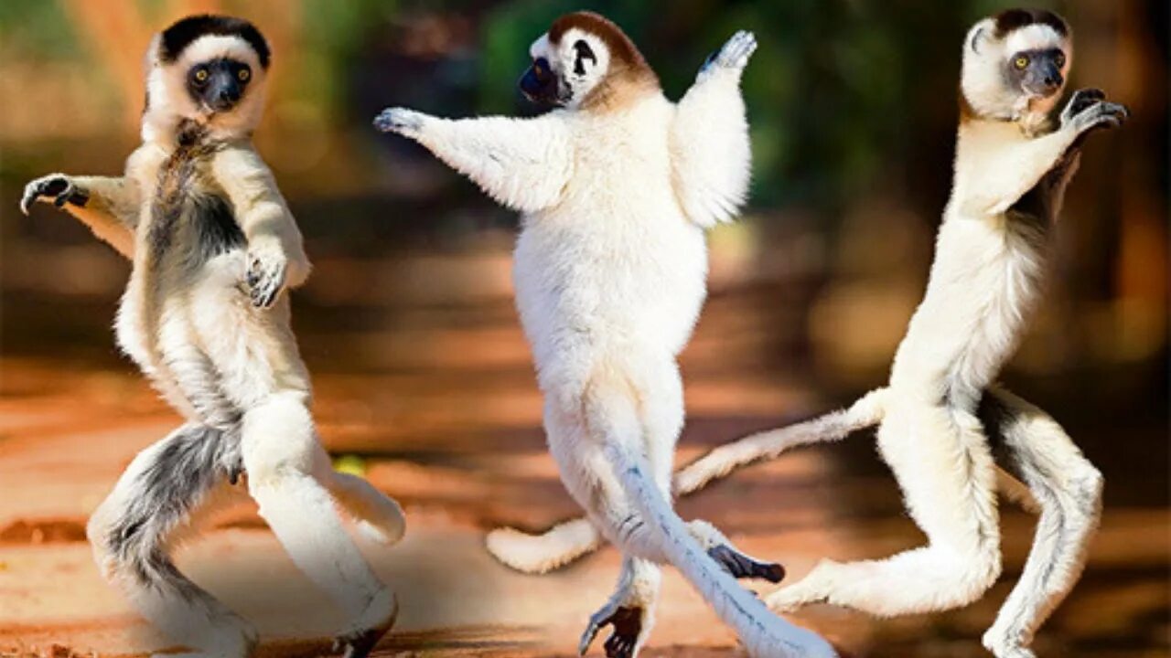 Звери песни танцуй. Мадагаскарский лемур сифака. Сифака лемур Мадагаскар. Шелковистая сифака Мадагаскар. Макака сифака.