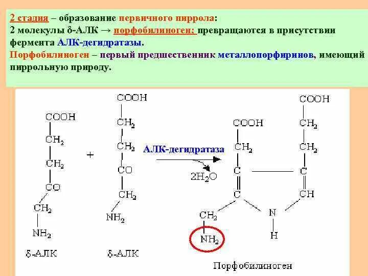 В биосинтезе фрагмента молекулы