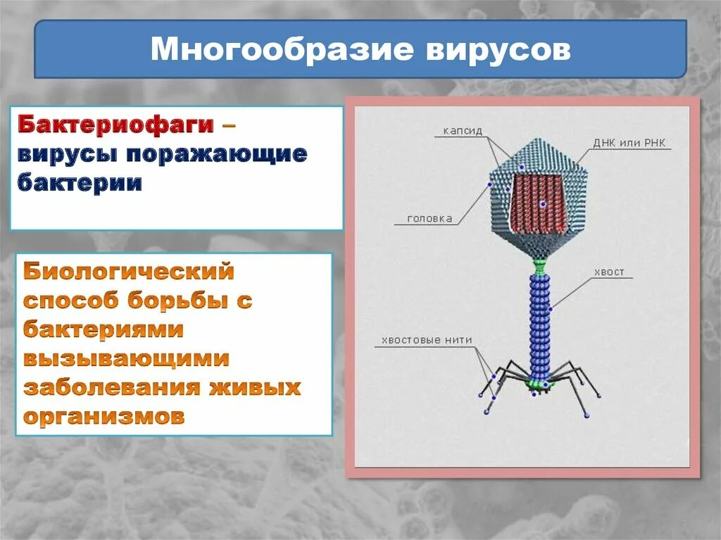 Строение и жизнедеятельность вирусов 5 класс. Вирус бактериофаг 5 класс биология. Строение вируса биология 10. Плазматическая мембрана бактериофага. Микроорганизм бактериофаг.