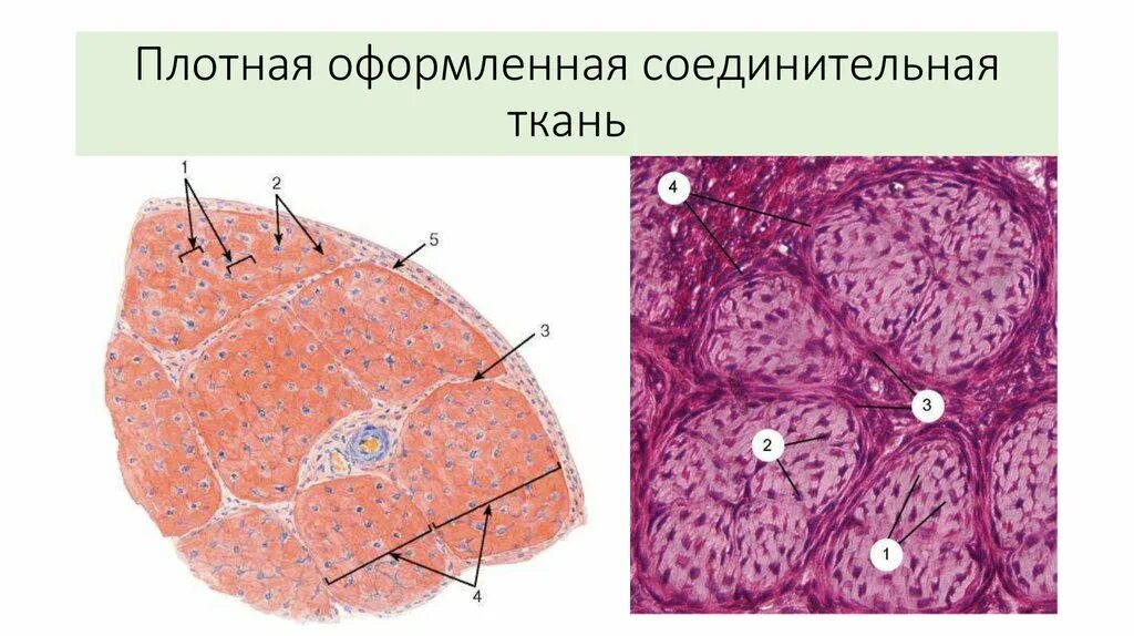 Плотная оформленная ткань. Оформленная соединительная ткань. Плотная оформленная соединительная ткань строение. Плотная оформленная и неоформленная соединительная ткань. Плотная оформленная соединительная ткань гистология.