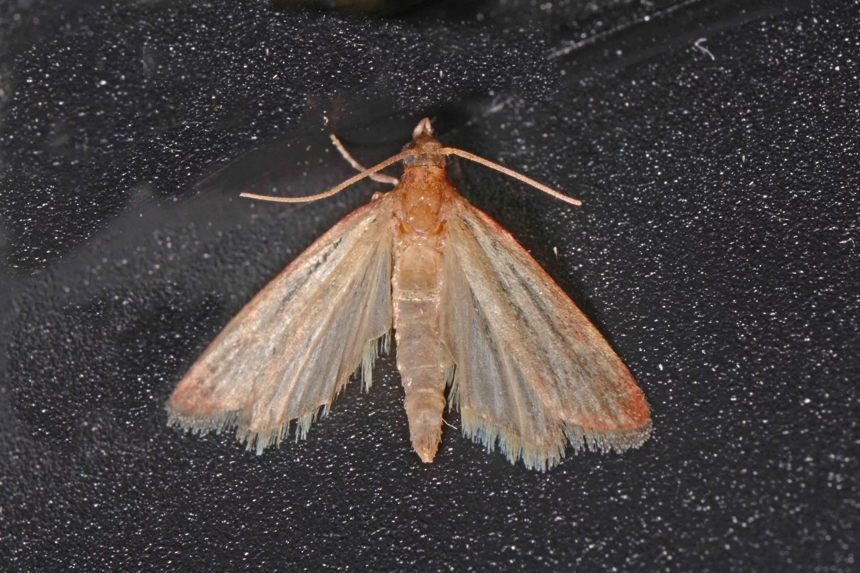 Ночная бабочка моль. Смешной мотылек. Платяная моль (tineola bisselliella) личинки коконы. Личинка моли платяной. Жук шелкопряд.