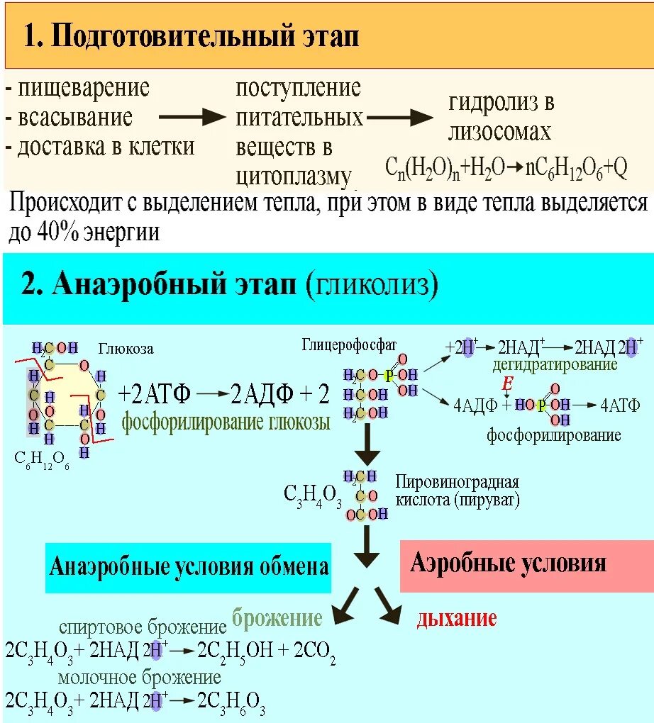 Диссимиляция сколько атф. Энергетический обмен схема ЕГЭ. Энергетический обмен анаэробный гликолиз. Этапы энергетического обмена брожение.