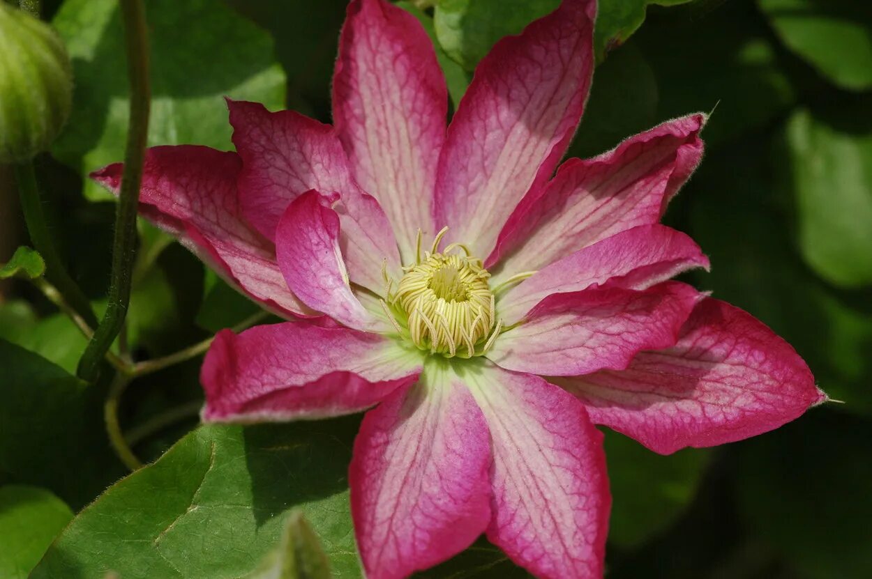 Клематис асао фото и описание. Клематис Асао. Клематис (Clematis Asao). Клематис крупноцветковый Асао. Клематис крупноцветковый Асао (Asao).