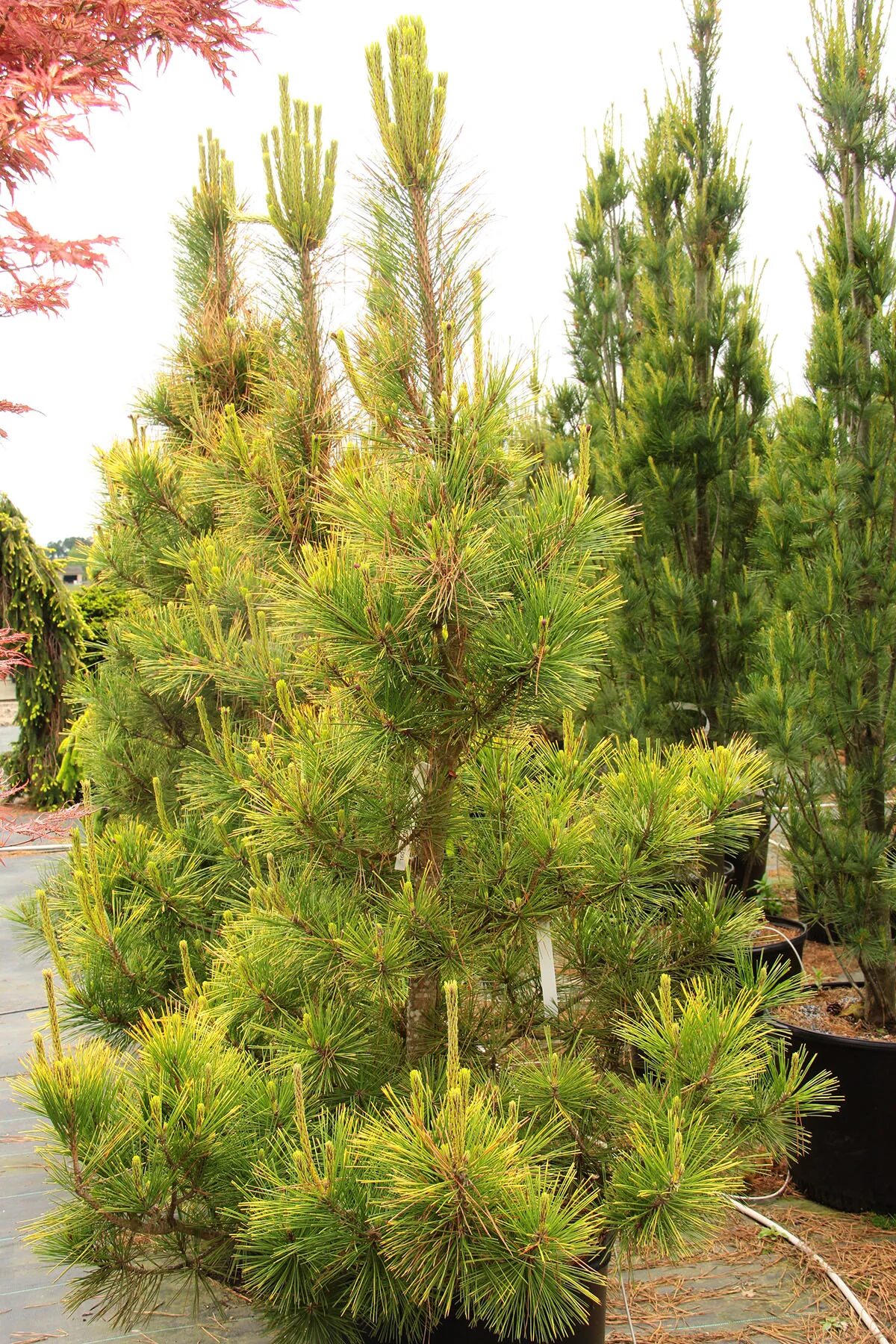 Пиши хвойный. Pinus thunbergii. Сосна́ Ту́нберга / Pinus thunbergii. Сосна черная Тунберга “ogon”. Pinus thunbergii 'ogon'.