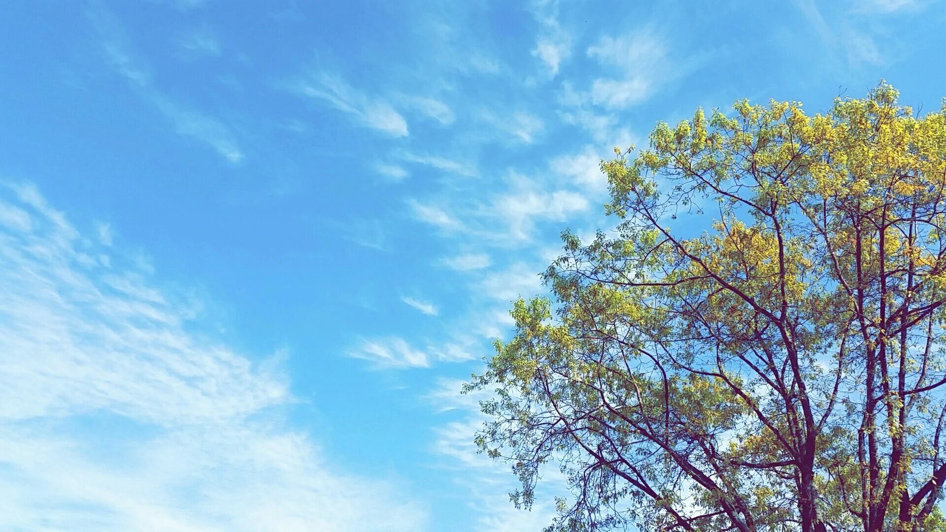 Голубое небо и верхушки деревьев. Голубое небо с деревьями. Весеннее небо. Макушки деревьев небо.