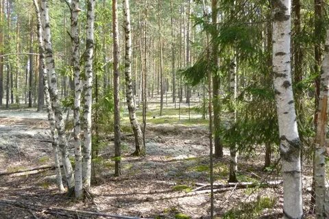 Леса чувашской республики