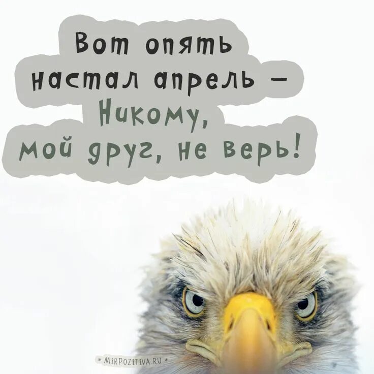 Весь апрель никому не верь картинки. 1 Апреля цитаты смешные. Шуточные открытки с 1 апреля. Смешные высказывания на 1 апреля. Поздравления с днём смеха в картинках прикольные.