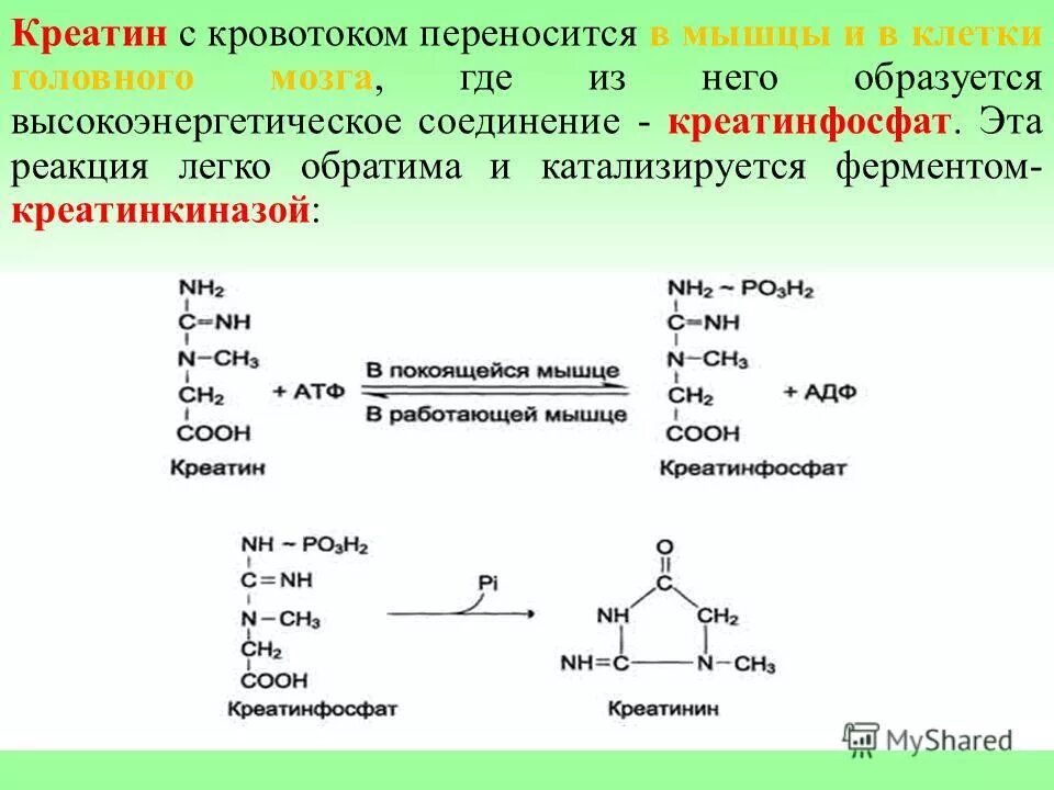Креатин функции. Рекция образование кератина и керптин фосфата. Синтез креатина биохимия реакции. Креатин в креатинфосфат реакция. Креатин креатинфосфат креатинин.
