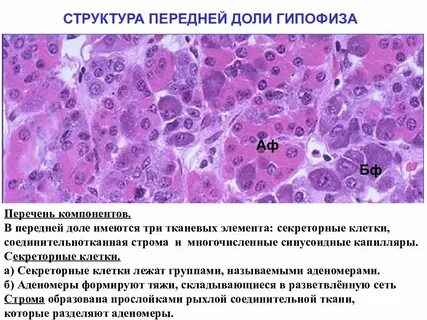 Фолликулы гипофиза