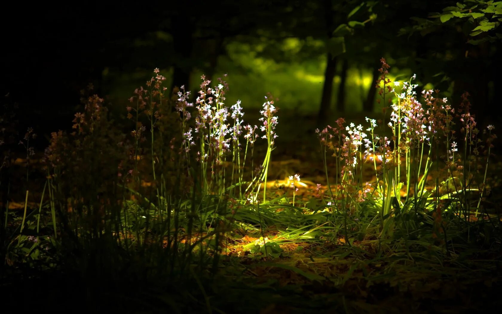 Flower nature. Красивые Лесные цветы. Трава в лесу. Полянка в лесу. Освещаемая Поляна в лесу.