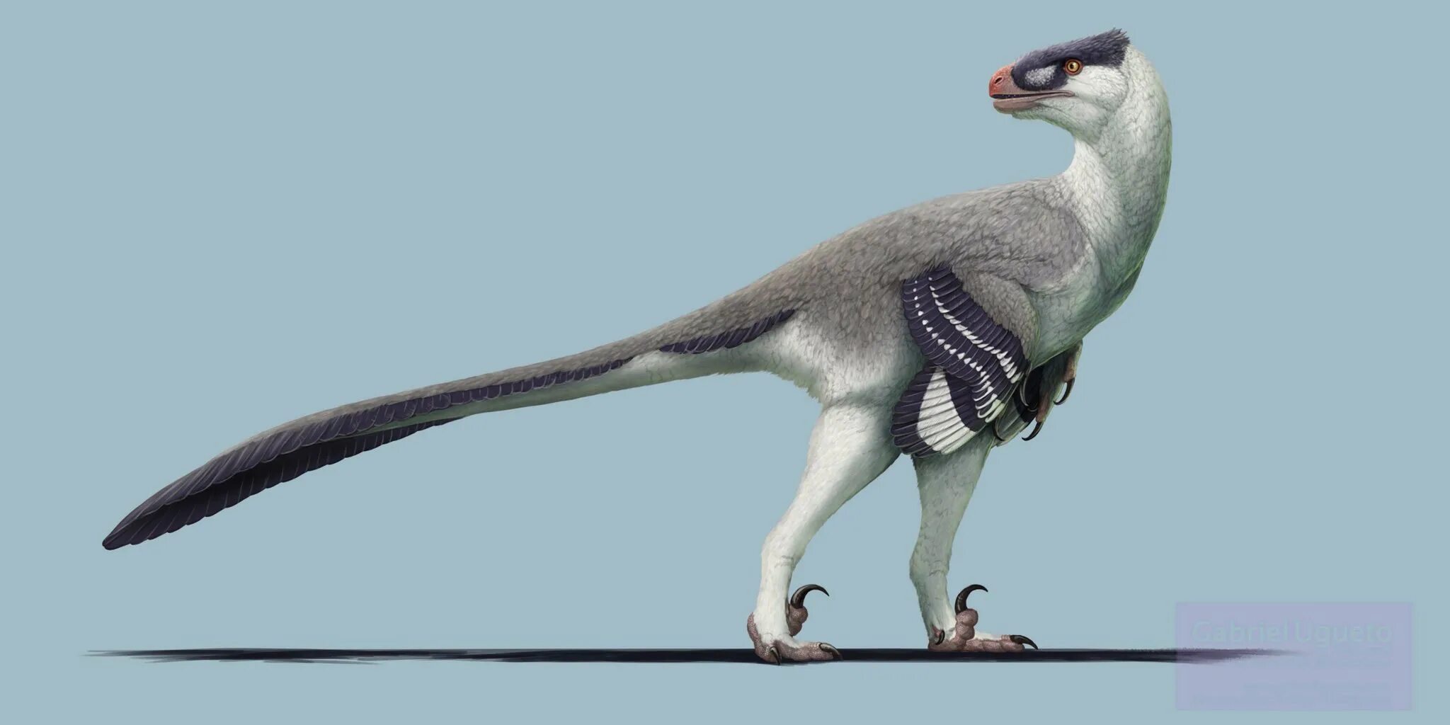 Дромеозавр. Dromaeosaurus albertensis. дромеозавр динозавр. дромеозавр дейноних. ахиллобатор динозавр.