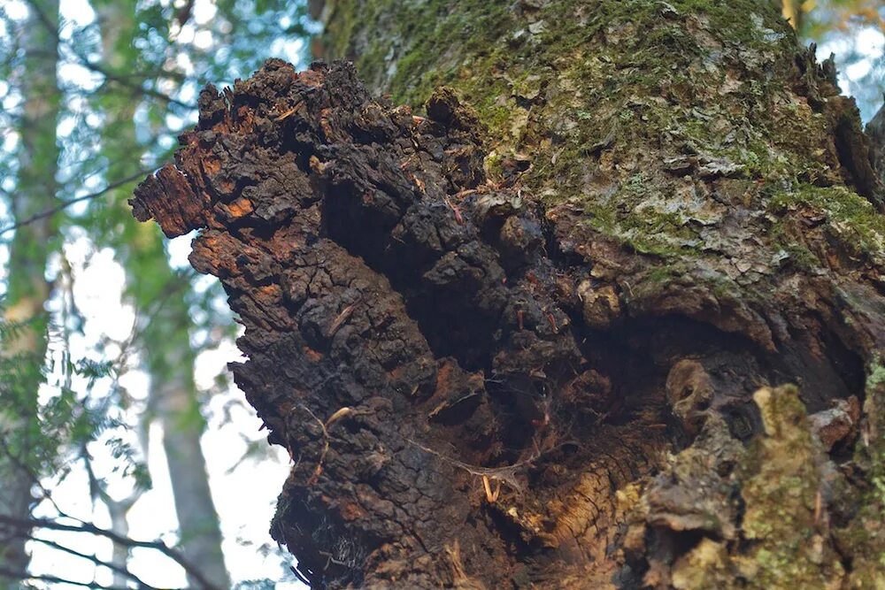 Чага как называется. Гриб трутовик чага. чага лиственницы. chaga mushroom (inonotus obliquus). меланин inonotus obliquus.