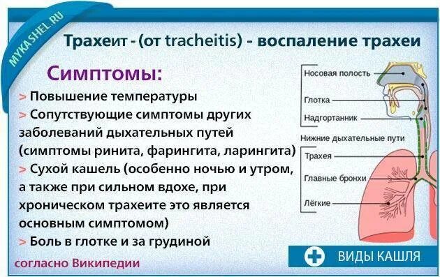 Кашель воздухом причины. Заболевания органов дыхания трахеит. Ларингит трахеит тонзиллит.