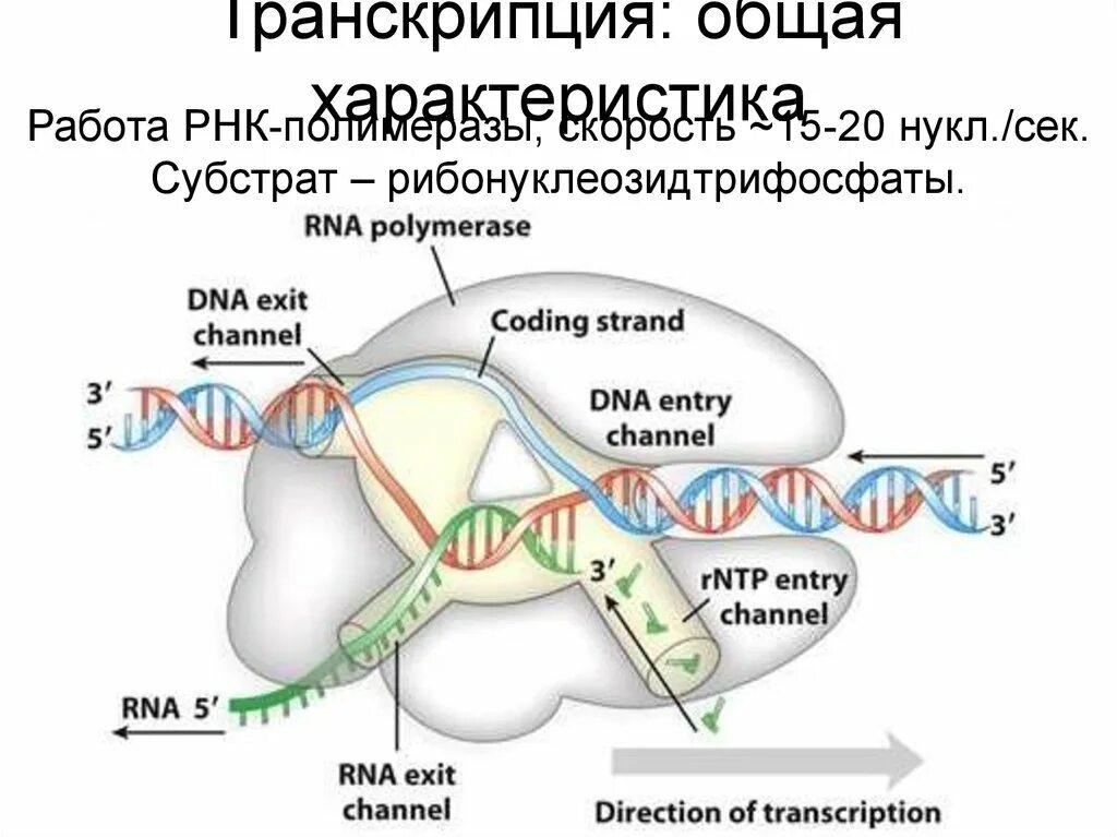 Транскрипция какой фермент. Субстраты для РНК полимеразы это. РНК полимераза инициация. РНК полимераза 3. Транскрипция РНК полимераза.