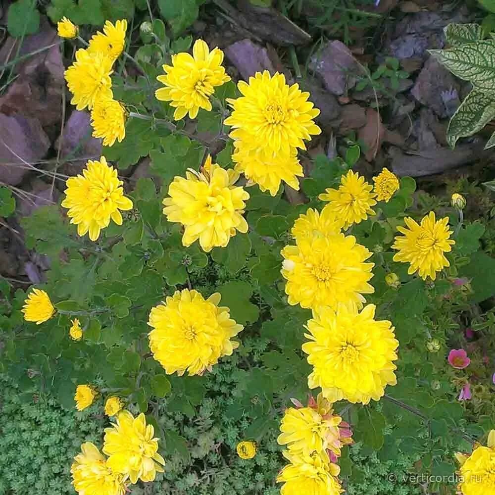 Жёлтая корейка хризантема. Хризантема мультифлора мишель. Желтые корейские хризантемы. Желтые корейские хризантемы. Хризантема мультифлора желтая.